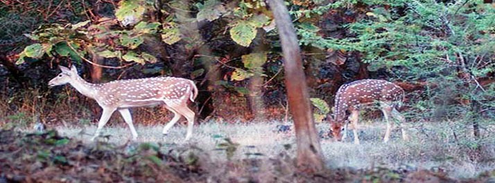 762/United-21 Vanvaso Gir - Gir National Park 10.jpg